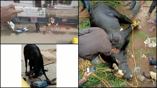 ವಿಡಿಯೋ: ಬೆಂಗಳೂರಿನಲ್ಲಿ ಕಂಡ ಕಂಡವರಿಗೆ ತಿವಿದ ಗೂಳಿ