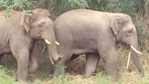 ಬಂಡಿಪುರ ಅರಣ್ಯದಲ್ಲಿ 1,600ಕ್ಕೂ ಹೆಚ್ಚು ಆನೆಗಳು: ಆಂತರಿಕ ಸಮೀಕ್ಷೆ ಮಾಹಿತಿ