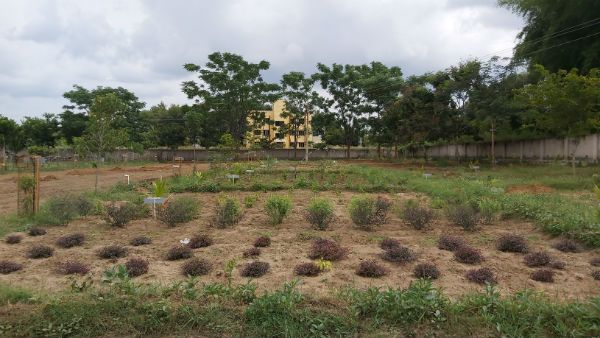 ಮಂಡ್ಯ: ಹಸಿರುವನವಾಗಿದೆ ನಾಗಮಂಗಲದ ಈ ಸಾರಿಗೆ ಕಚೇರಿ ಆವರಣ