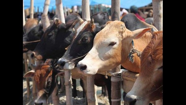 ಪಶು ಕಿಸಾನ್ ಕ್ರೆಡಿಟ್ ಕಾರ್ಡ್: ಯಾವುದೇ ಖಾತರಿ ಇಲ್ಲದೆ ಸಬ್ಸಿಡಿ ಮತ್ತು ಸಾಲ ಪಡೆಯುವುದು ಸುಲಭ