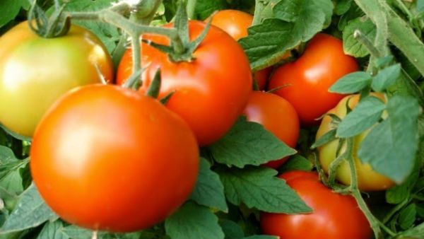 ಟೊಮ್ಯಾಟೊ ಬೆಳೆ ಅಂಗಮಾರಿ ರೋಗ ನಿವಾರಣೆ ಹೇಗೆ?