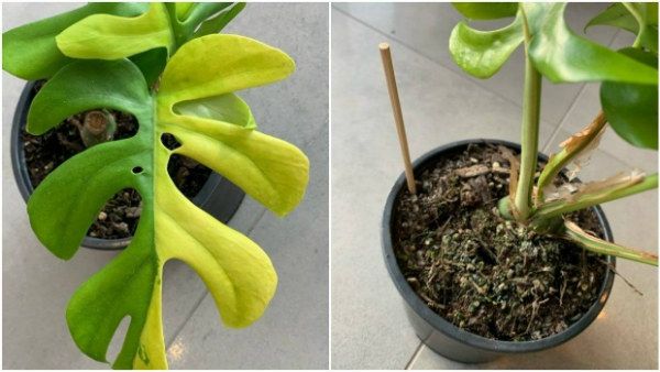 ಈ ನಾಲ್ಕು ಎಲೆಯ ಗಿಡದ ಬೆಲೆ ಕೇಳಿ ಹೌಹಾರಬೇಡಿ!