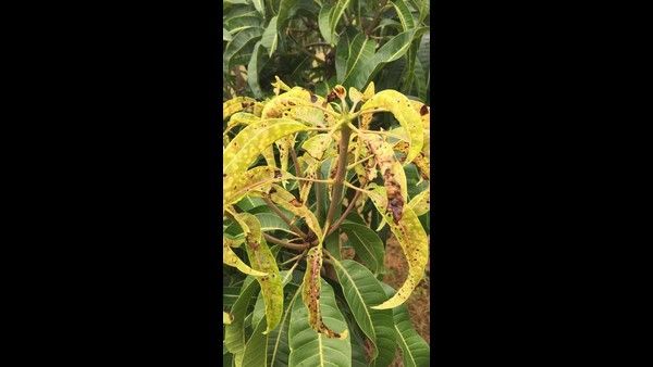 ಹವಾಮಾನ ಬದಲಾವಣೆ; ಮಾವು ಬೆಳೆಯುವ ರೈತರಿಗೆ ಸಲಹೆಗಳು