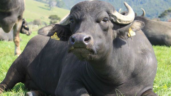 ಎಮ್ಮೆಯ ನಿಜವಾದ ಮಾಲೀಕನನ್ನು ಗುರುತಿಸಲು ಪೊಲೀಸರು ಮಾಡಿದ್ರು ಪ್ಲ್ಯಾನ್