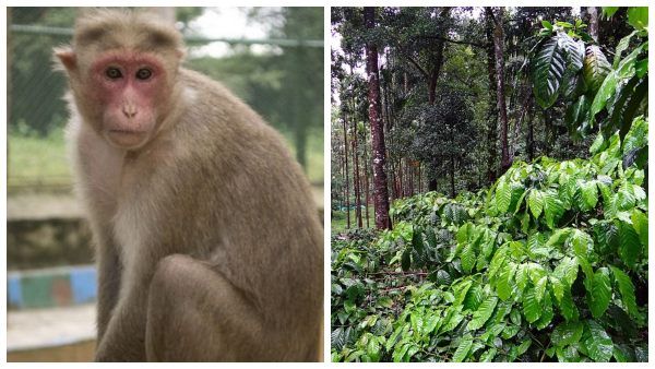 ಮಲೆನಾಡಿನ ಕಾಫಿ ಬೆಳೆಗಾರರಿಗೆ ತಲೆನೋವಾದ ವಾನರ ಸೈನ್ಯ