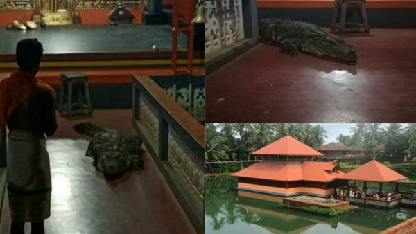 ದೇವರನ್ನು ಭೇಟಿಯಾಗಲು ಕಲ್ಯಾಣಿಯಿಂದ ದೇವಸ್ಥಾನದೊಳಗೆ ಬಂದ ಮೊಸಳೆ