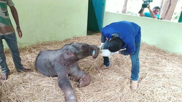 ತಾಯಿಯಿಂದ ಬೇರ್ಪಟ್ಟಿದ್ದ ಮರಿಯಾನೆಗೆ ಸಕ್ರೆಬೈಲಿನ ಆನೆ ಶಿಬಿರದಲ್ಲಿ ಆರೈಕೆ