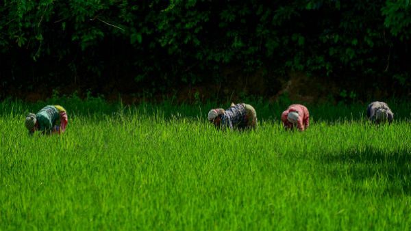 ಸ ರಘುನಾಥ ಅಂಕಣ; ನರಸಿಂಗರಾಯನಲ್ಲಿ ಅವನದೇ ಪ್ರಶ್ನೆಗಳು