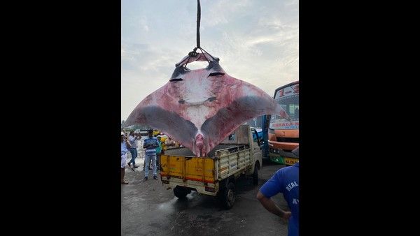 ಮಲ್ಪೆ ಮೀನುಗಾರರ ಬಲೆಗೆ 750 ಕೆ.ಜಿ ತೂಕದ ಫಿಶ್