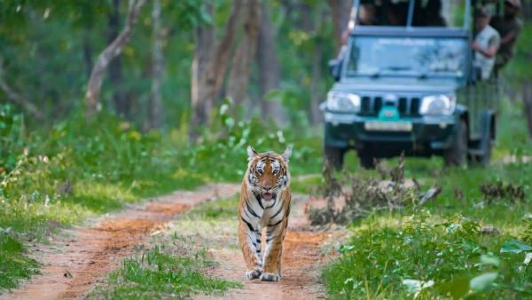 ವಿರೋಧದ ಹಿನ್ನೆಲೆ ಉದ್ದೇಶಿತ ಬಂಡಿಪುರ ಪ್ರವಾಸೋದ್ಯಮ ಸಫಾರಿ ಸ್ಥಗಿತ