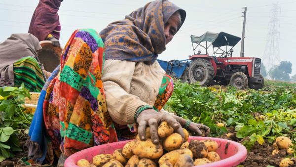 ಹವಾಮಾನ ಬದಲಾವಣೆ; ಆಲೂಗಡ್ಡೆ ಬೆಳೆಯ ರಕ್ಷಣೆ ಹೇಗೆ?