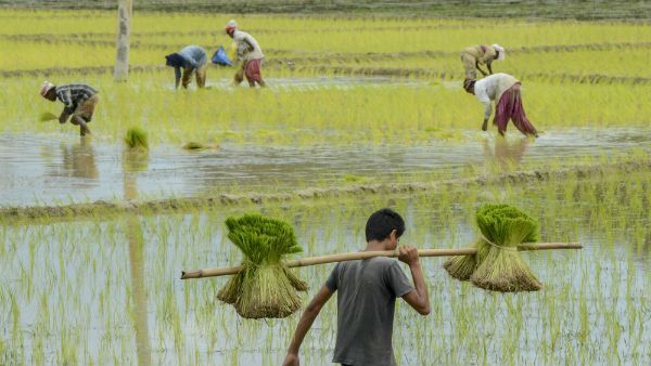 ಹವಾಮಾನ ಬದಲಾವಣೆ; ಭತ್ತ ಬೆಳೆಯುವ ರೈತರಿಗೆ ಸಲಹೆ