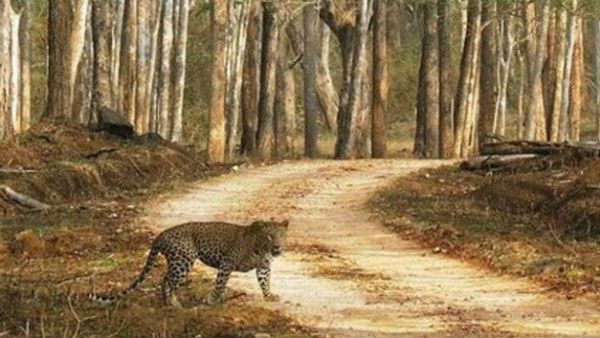 ಮೈಸೂರು: 7 ತಿಂಗಳ ನಂತರ ನಾಗರಹೊಳೆ ಸಫಾರಿ ಪುನರಾರಂಭ