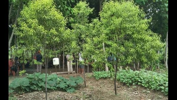 ಗಂಧದ ನಾಡಾಗಿದ್ದ ಮೈಸೂರಿನಲ್ಲೀಗ ಕಣ್ಮರೆಯಾಗುತ್ತಿದೆ ಶ್ರೀಗಂಧ