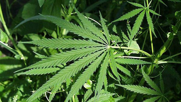 ಗಾಂಜಾ ಬಳಕೆಗೆ ಗ್ರೀನ್ ಸಿಗ್ನಲ್ ಕೊಟ್ಟ ಅಮೆರಿಕದ ಮತದಾರರು