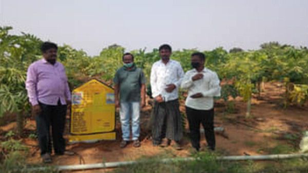 ಕೊಪ್ಪಳ ರೈತನ ಸಾಧನೆ; ಪಪ್ಪಾಯ ಬೆಳೆದು ಒಳ್ಳೆಯ ಆದಾಯ!