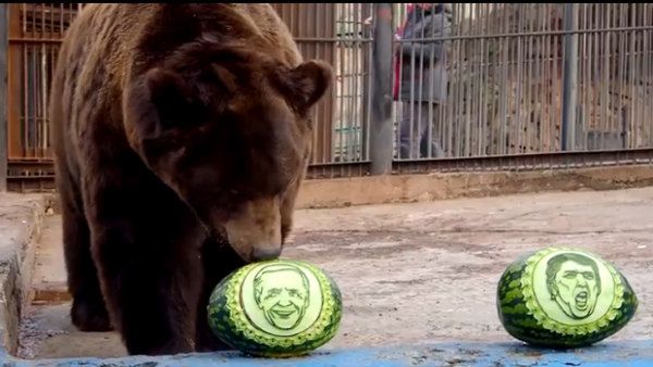 ಅಮೆರಿಕ ಅಧ್ಯಕ್ಷರಾಗಲಿರುವ ಬಿಡೆನ್, ಕರಡಿ ನುಡಿಯಿತು ಭವಿಷ್ಯ..!