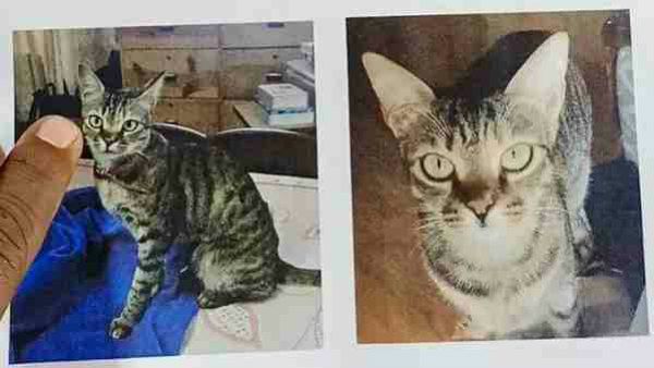 ಬೆಕ್ಕು ಹುಡುಕಿ ಕೊಟ್ಟವರಿಗೆ 15000 ರೂಪಾಯಿ ಬಹುಮಾನ!