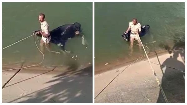 ಭದ್ರಾ ನಾಲೆಯಲ್ಲಿ ಕೊಚ್ಚಿ ಹೋಗುತ್ತಿದ್ದ ಹಸು ರಕ್ಷಿಸಿದ ಅಗ್ನಿಶಾಮಕ ಸಿಬ್ಬಂದಿ