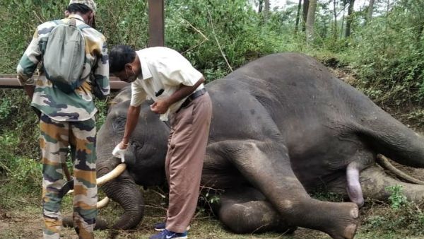 ಬಂಡೀಪುರದಲ್ಲಿ ರೈಲು ಕಂಬಿಗೆ ಸಿಲುಕಿ ಗಂಡಾನೆ ಸಾವು
