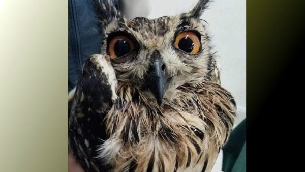 ಅದೃಷ್ಟ ಎಂದು ಅಪರೂಪದ ಕಂದು ಮೀನು ಗೂಬೆ ಮಾರಾಟ; ಮೂವರ ಬಂಧನ