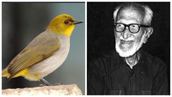 ಜೀವವೈವಿಧ್ಯ ವನ ಭಾಗ 9; ಸಲೀಂ ಅಲಿ ಅವರಿಗೊಂದು ಸಲಾಂ…