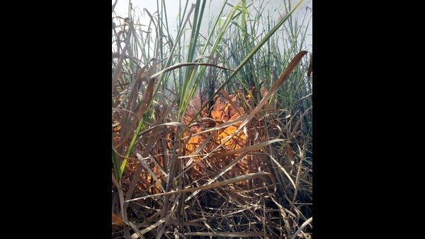 ಕಬ್ಬಿನ ಗದ್ದೆಗೆ ವಿದ್ಯುತ್ ಶಾರ್ಟ್ ಸರ್ಕ್ಯೂಟ್; ಲಕ್ಷಾಂತರ ರುಪಾಯಿ ಬೆಳೆ ಹಾನಿ