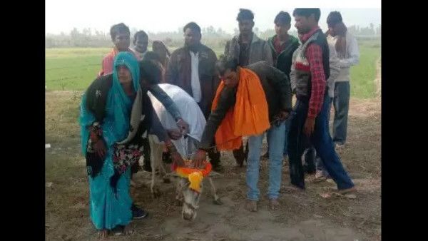 ಮಕ್ಕಳಿಲ್ಲ ಎಂದು ಕರುವನ್ನು ದತ್ತು ಪಡೆದು , ಮುಂಡನ ಕಾರ್ಯ ನೆರವೇರಿಸಿದ ರೈತ