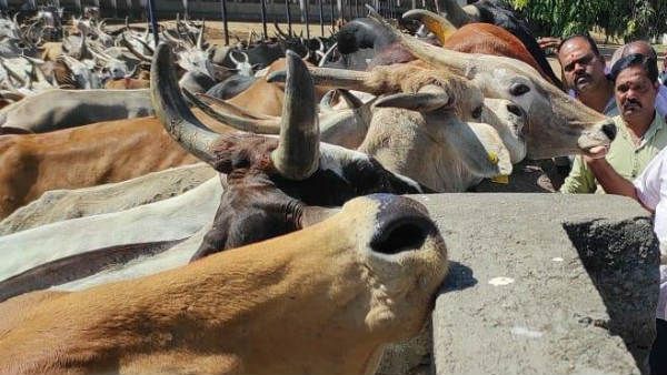 ಕರ್ನಾಟಕದ ಗೋಹತ್ಯೆ ನಿಷೇಧ ಮಸೂದೆಗೆ ಗೋವಾದ ವಿರೋಧ!