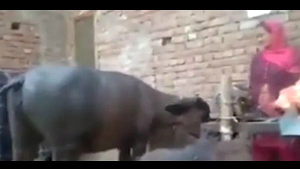 ಕೊಟ್ಟಿಗೆಯಲ್ಲಿ ಮನೆಯೊಡತಿಯೊಂದಿಗೆ ಹೆಜ್ಜೆ ಹಾಕಿದ ಎಮ್ಮೆ