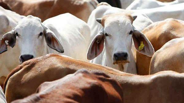 ಗೋ ಹತ್ಯೆ ನಿಷೇಧ ಸುಗ್ರೀವಾಜ್ಞೆಗೆ ರಾಜ್ಯ ಸಚಿವ ಸಂಪುಟ ಅಸ್ತು!