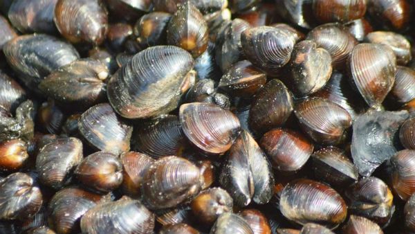 ಮರಳುಗಾರಿಕೆ, ಮಾಲಿನ್ಯದಿಂದಾಗಿ ಅವಸಾನದ ಹಂತಕ್ಕೆ ತಲುಪಿದ ಮೃದ್ವಂಗಿಗಳು