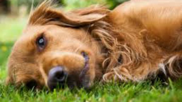 ದೆಹಲಿಯ ದ್ವಾರಕದಲ್ಲಿ ನಿರ್ಮಾಣವಾಗಲಿದೆ ಮೊದಲ ಪ್ರಾಣಿಗಳ ಸ್ಮಶಾನ