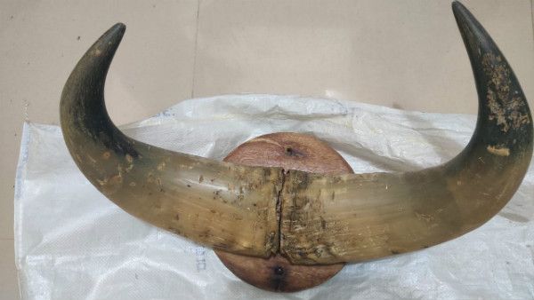 ಸಿಐಡಿ ಅರಣ್ಯ ಘಟಕದಿಂದ ಕಾಡಮ್ಮೆ ಕೊಂಬು ವಶ !