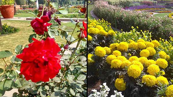 ಬೆಂಗಳೂರಿನ ಖಾಲಿ ಪ್ಲಾಟ್‌ಗಳಲ್ಲಿ ಸುಂದರ ಉದ್ಯಾನವನ