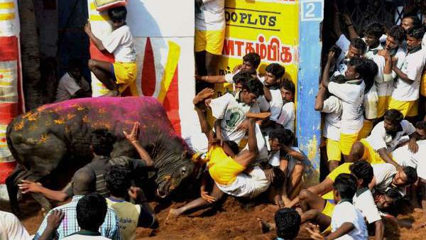 Sankranthi Special: ಜಲ್ಲಿಕಟ್ಟು ಆಚರಣೆಗೆ ಅನುಮತಿ ಕೊಟ್ಟ ಸಿಎಂ ಪಳನಿಸ್ವಾಮಿ