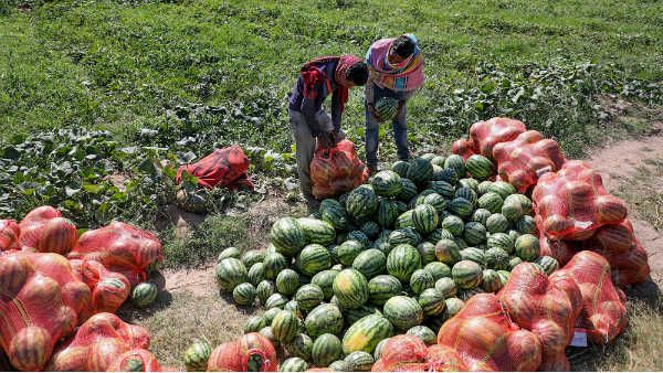 ಕಲ್ಲಂಗಡಿ ಬೆಳೆಯುವ ರೈತರಿಗೆ ತೋಟಗಾರಿಕಾ ಇಲಾಖೆ ಸಲಹೆ