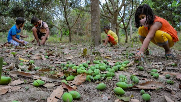 ಡಿಸೆಂಬರ್‌ನಲ್ಲಿ ಮಾವು ಬೆಳೆ ನಿರ್ವಹಣೆ; ಸಲಹೆಗಳು