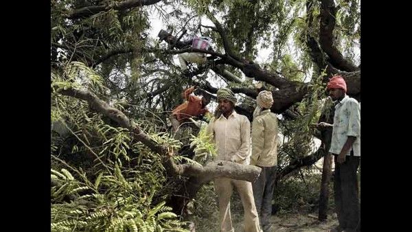 ರಾಜ್ಯ ಹೆದ್ದಾರಿ ಅಗಲೀಕರಣ; ಧರೆಗುರುಳಿದ ಶತಮಾನದ ಮರಗಳು