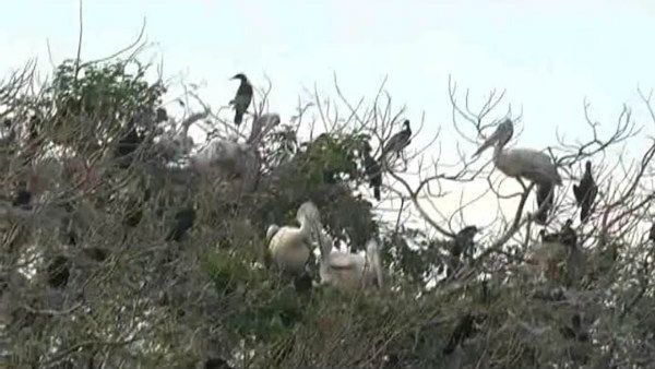 ಕೊಕ್ಕರೆಬೆಳ್ಳೂರಿನಲ್ಲಿ ಆತಂಕ ತಂದ ಪೆಲಿಕಾನ್ ಸಾವು!