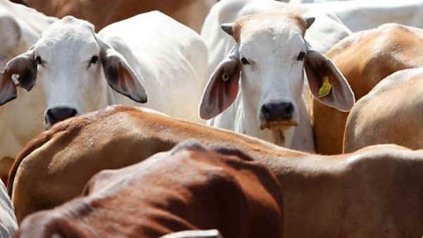 ಗೋಹತ್ಯೆ ನಿಷೇಧ ಕಾಯ್ದೆ; ರಾಜ್ಯದಲ್ಲಿ ಮೊದಲ ಪ್ರಕರಣ ದಾಖಲು!