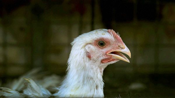 ಹಕ್ಕಿ ಜ್ವರ; ವದಂತಿಗಳಿಗೆ ಕಿವಿಗೊಡದಂತೆ ಮನವಿ ಮಾಡಿದ ಕೇಂದ್ರ ಸಚಿವ