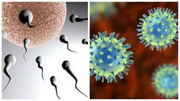 ವೀರ್ಯೋತ್ಪತ್ತಿ ಮೇಲೂ ಕೊರೊನಾ ಪರಿಣಾಮ; ಎಚ್ಚರಿಕೆ ಕೊಟ್ಟ ಅಧ್ಯಯನ