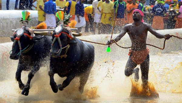 ಜ.30 ರಂದು ಜೋಡುಕರೆ ಬಯಲು ಕಂಬಳ: ಡಿಸಿಎಂ ಭಾಗಿ
