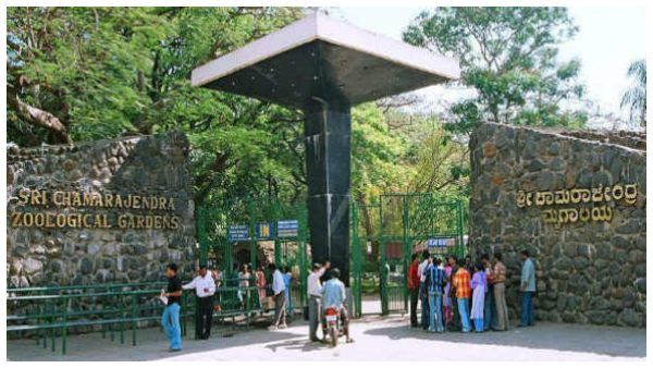 ಗೋ ಹತ್ಯೆ ನಿಷೇಧದಿಂದ ಮೃಗಾಲಯದ ಪ್ರಾಣಿಗಳಿಗೆ ಆಹಾರ ಸಮಸ್ಯೆ ಇಲ್ಲ