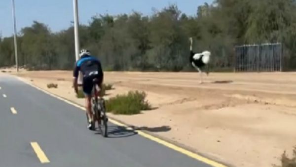 ವೈರಲ್ ವಿಡಿಯೋ; ಆಸ್ಟ್ರಿಚ್ ಜೊತೆ ದುಬೈ ರಾಜಕುಮಾರನ ಸೈಕಲ್ ರೇಸ್