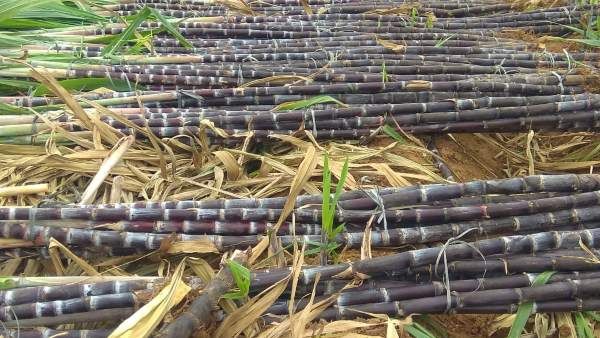 Sankranti Special; ಹಬ್ಬದ ಕಳೆ ಹೆಚ್ಚಿಸುವ ಚನ್ನಪಟ್ಟಣದ ಕರಿ ಕಬ್ಬು