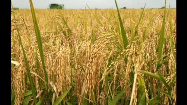 ಸ.ರಘುನಾಥ್ ಅಂಕಣ: ಪೈರುಗಳು ತಲೆದೂಗಿ ಆಲಿಸಿದವು