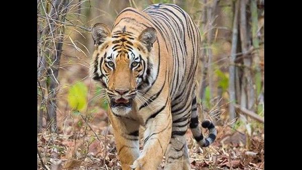 'ಅವನಿ' ಹತ್ಯೆ: ಮಹಾರಾಷ್ಟ್ರ ಅಧಿಕಾರಿಗಳಿಗೆ ಸುಪ್ರೀಂಕೋರ್ಟ್ ನ್ಯಾಯಾಂಗ ನಿಂದನೆ ನೋಟಿಸ್