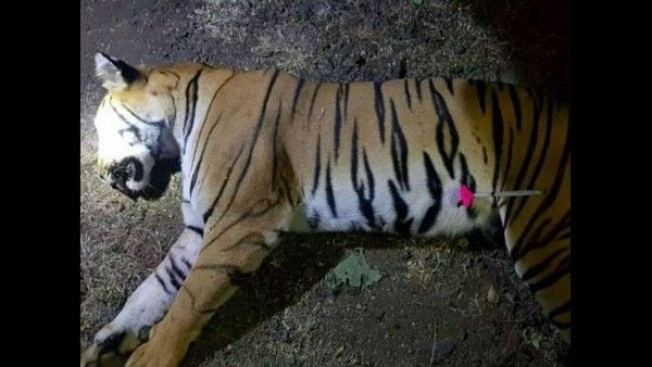 ನಮ್ಮ ಆದೇಶದಂತೆ 'ಅವನಿ' ಹತ್ಯೆ ನಡೆದಿದೆ: ನ್ಯಾಯಾಂಗ ನಿಂದನೆ ತಿರಸ್ಕರಿಸಿದ ಸುಪ್ರೀಂಕೋರ್ಟ್